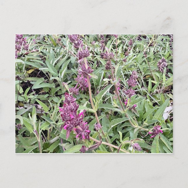 Carte Postale Bloomings de Californie : Hummingbird Sage (Devant)