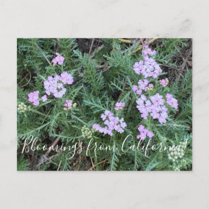 Carte Postale Bloomings de Californie : Island Pink Yarrow