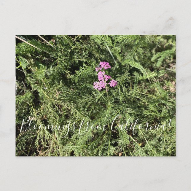 Carte Postale Bloomings de Californie : Island Pink Yarrow (Devant)