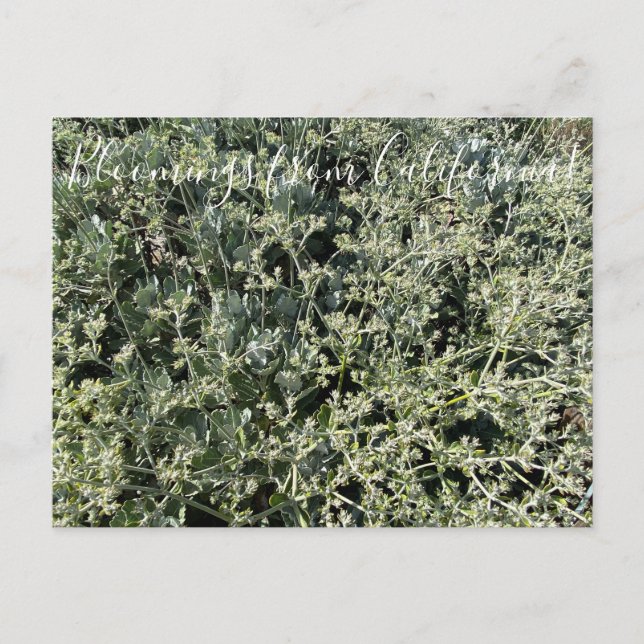 Carte Postale Bloomings de Californie : la dentelle de Sainte Ca (Devant)