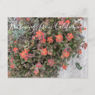 Carte Postale Bloomings de Californie : Monterey Paintbrush