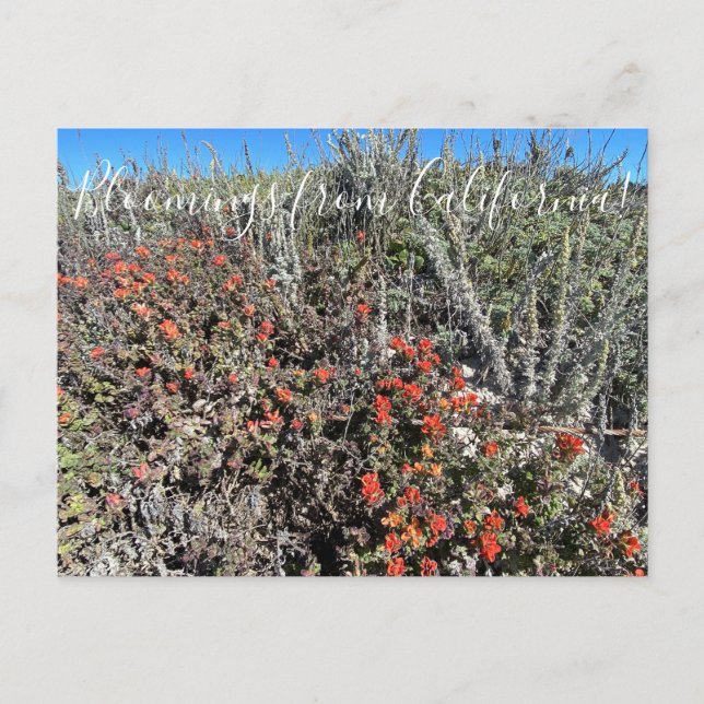 Carte Postale Bloomings de Californie : Monterey Paintbrush Pos (Devant)