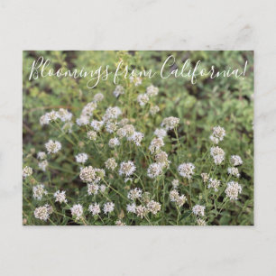 Carte Postale Bloomings de Californie : Mountain Coyote Mint
