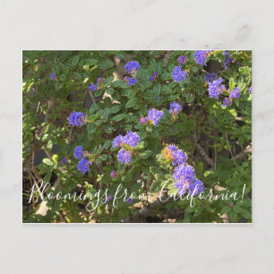 Carte Postale Bloomings de Californie : Mountain Lilac