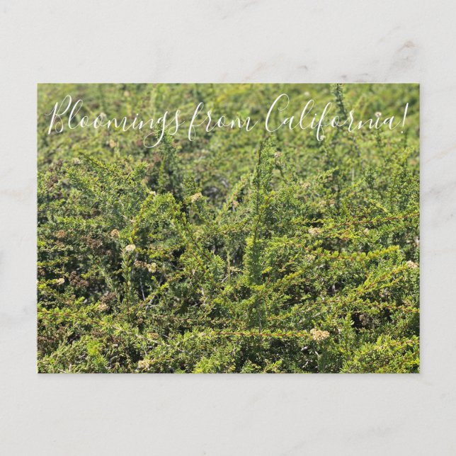 Carte Postale Bloomings de Californie : Nicolas Chamise Postcar (Devant)