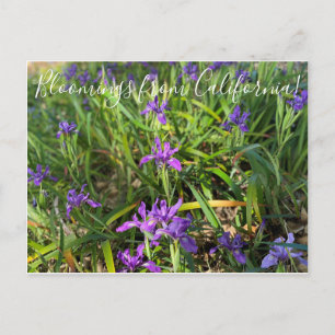 Carte Postale Bloomings de Californie : Pacific Coast Iris Post