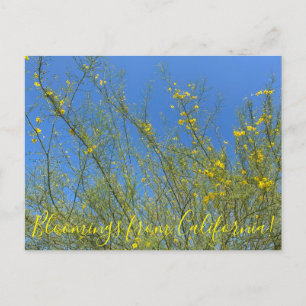 Carte Postale Bloomings de Californie : Palo Verde