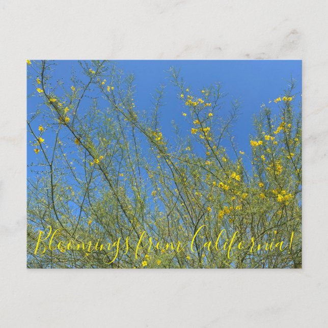 Carte Postale Bloomings de Californie : Palo Verde (Devant)