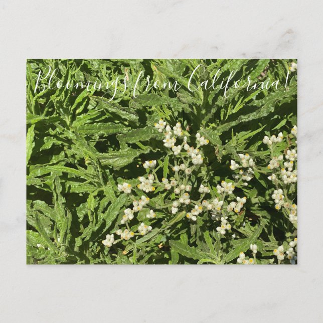 Carte Postale Bloomings de Californie : Pearly Everduring (Devant)