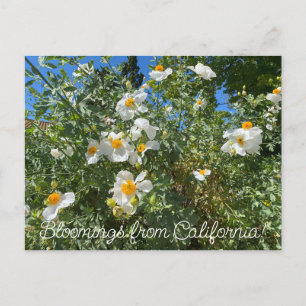 Carte Postale Bloomings de Californie : Poppy Matilija