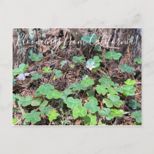 Carte Postale Bloomings de Californie : Redwood Sorrel