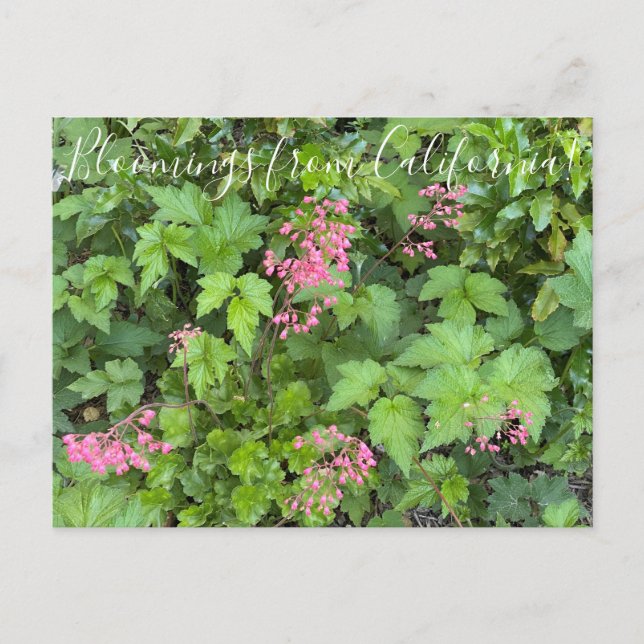Carte Postale Bloomings de Californie : Rosada Alumroot (Devant)