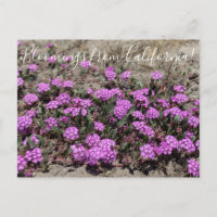 Bloomings de Californie : Sable rose Verbena