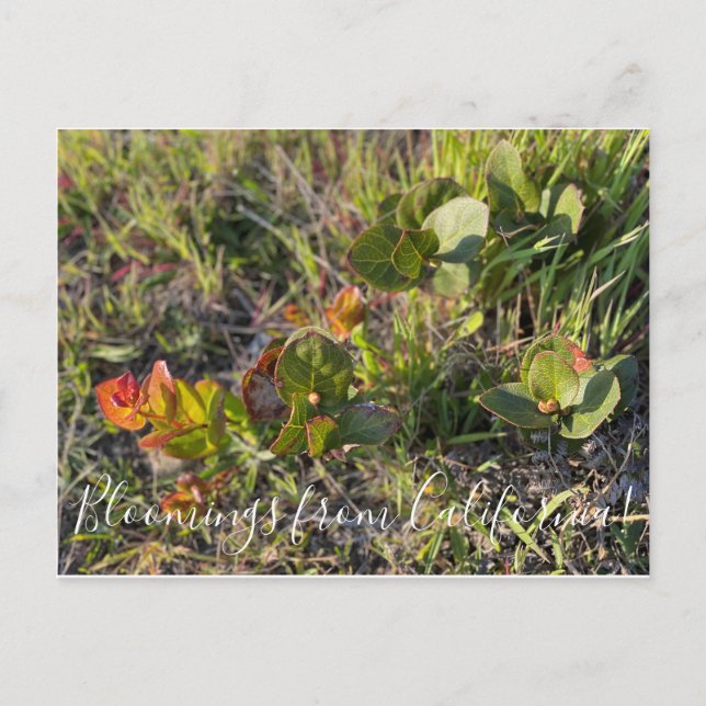 Carte Postale Bloomings de Californie ! : Salal (Devant)