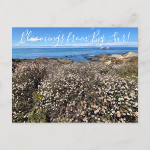 Carte Postale Bloomings de Californie : Sarrasin de Sea Cliff