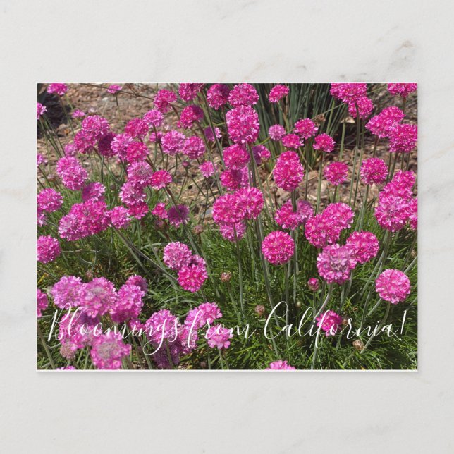 Carte Postale Bloomings de Californie : Sea Pink (Devant)
