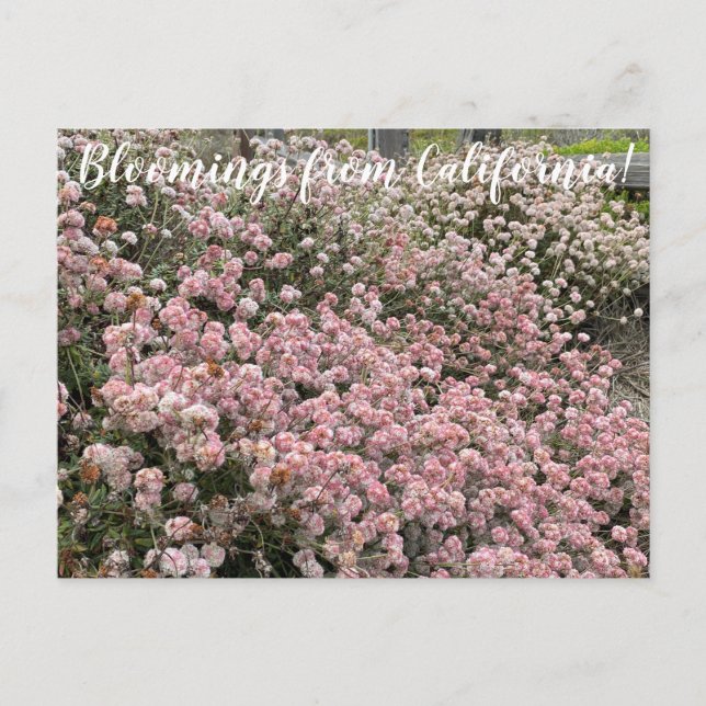 Carte Postale Bloomings de Californie : Seacliff Buckblé (Devant)