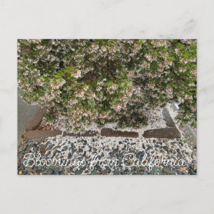 Carte Postale Bloomings de Californie : Sentinel Manzanita