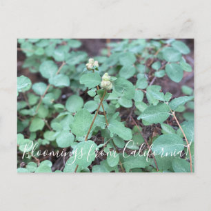 Carte Postale Bloomings de Californie : Snowberry