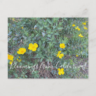 Carte Postale Bloomings de Californie : Tree Poppy Postcard