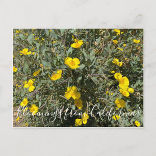Carte Postale Bloomings de Californie : Tree Poppy Postcard