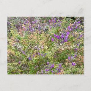 Carte Postale Bloomings de Californie : Trichostema lanatum