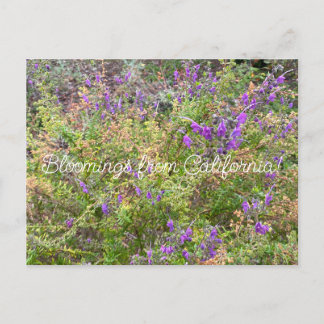 Carte Postale Bloomings de Californie : Trichostema lanatum