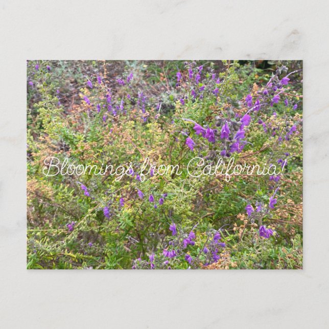 Carte Postale Bloomings de Californie : Trichostema lanatum (Devant)