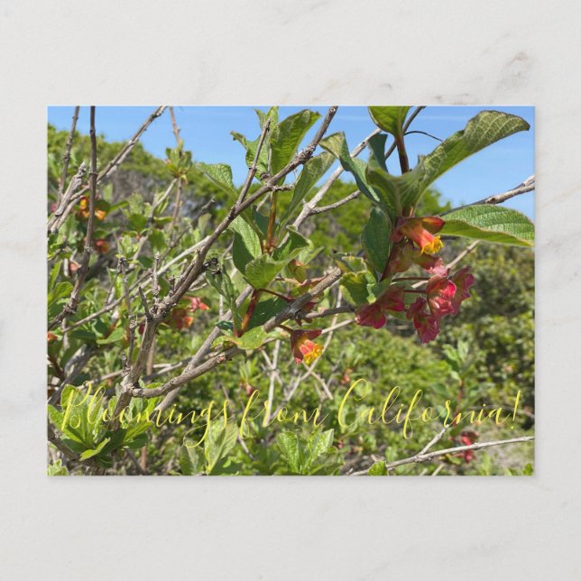 Carte Postale Bloomings de Californie : Twinberry Honeysuckle (Devant)