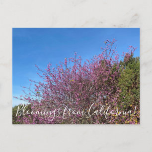 Carte Postale Bloomings de Californie : Western Redbud
