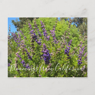 Carte Postale Bloomings de Californie : Wooly Bluecurls Postca