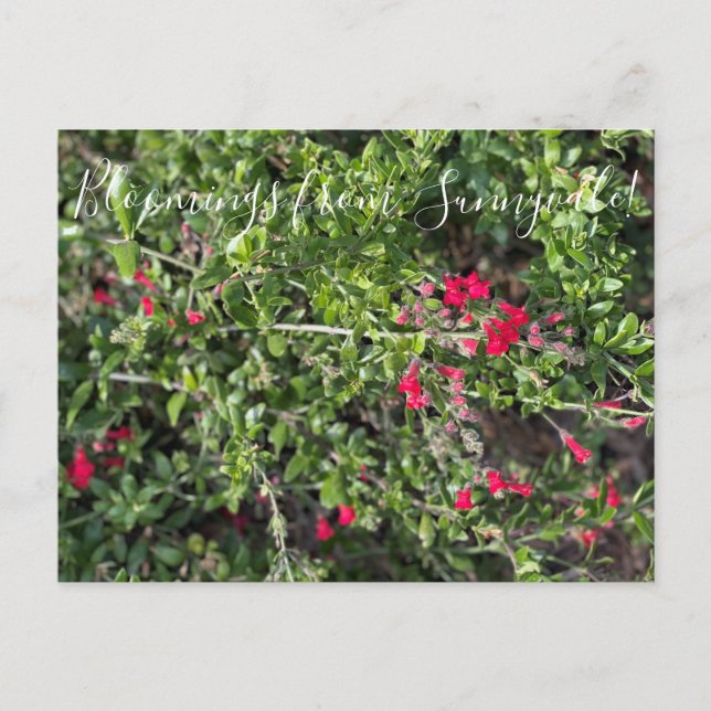 Carte Postale Bloomings de Sunnyvale : Gambelia speciosa (Devant)