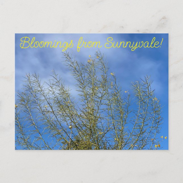 Carte Postale Bloomings de Sunnyvale : Musée du désert Palo Verd (Devant)