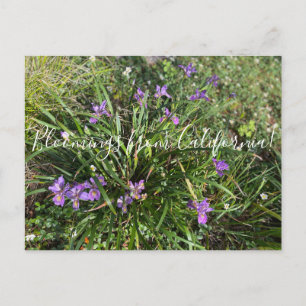 Carte Postale Bloomings from California : April Iris