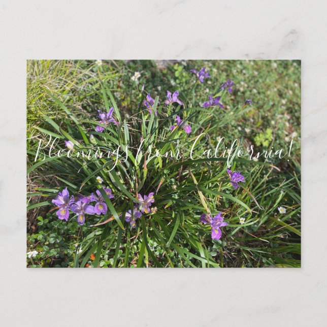 Carte Postale Bloomings from California : April Iris (Devant)