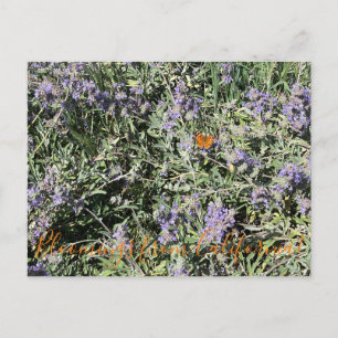 Carte Postale Bloomings from California : Bliss Sage