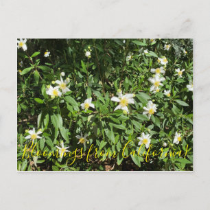 Carte Postale Bloomings from California : Bush Anemone