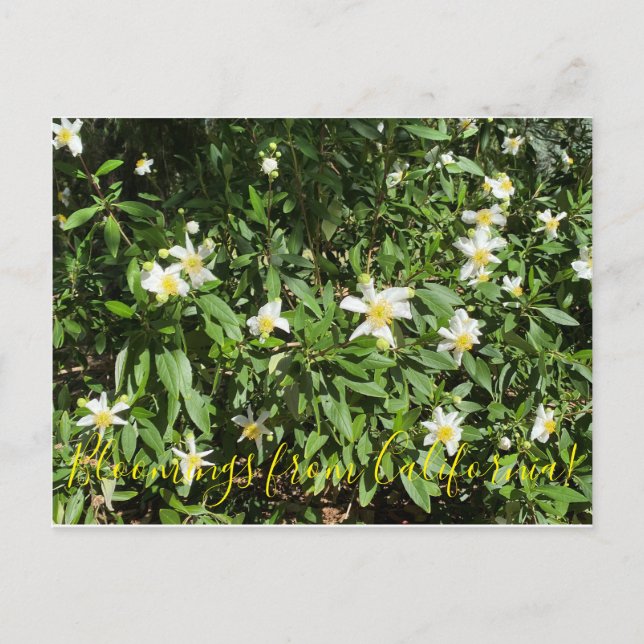 Carte Postale Bloomings from California : Bush Anemone (Devant)