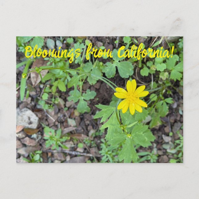 Carte Postale Bloomings from California: Buttercup (Devant)