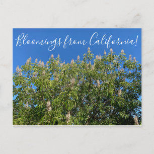 Carte Postale Bloomings from California : California Buckeye