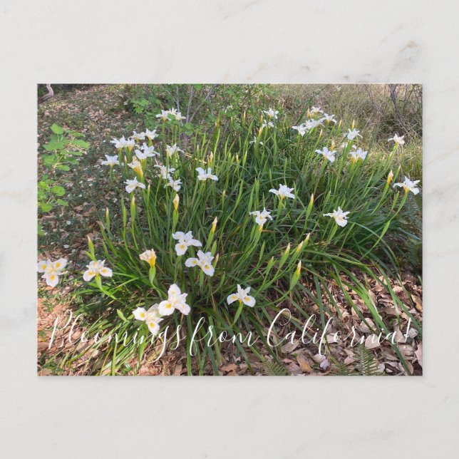 Carte Postale Bloomings from California : Canyon Neige Iris Post (Devant)