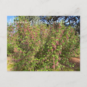 Carte Postale Bloomings from California : Chaparral Currant