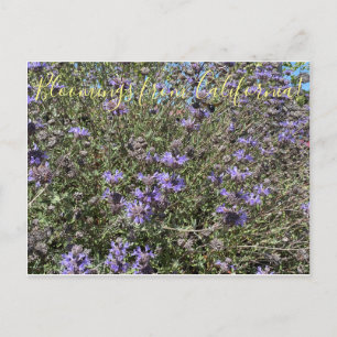 Carte Postale Bloomings from California : Cleveland Sage