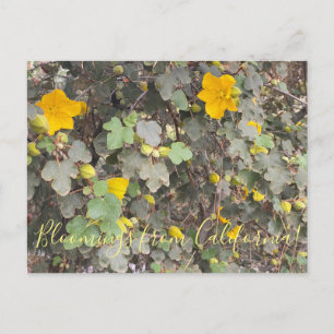 Carte Postale Bloomings from California : Flannel Bush