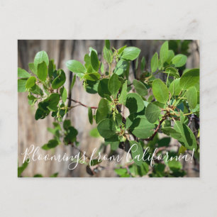 Carte Postale Bloomings from California : Greenleaf Manzanita