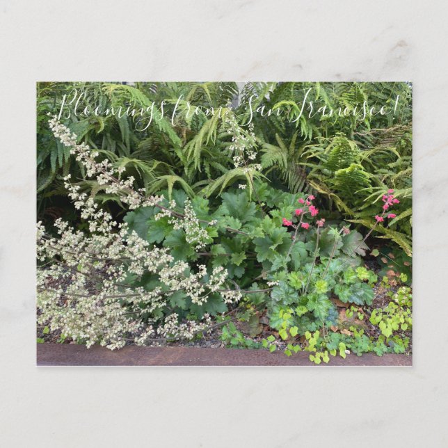 Carte Postale Bloomings from California : Heuchera maxima (Devant)