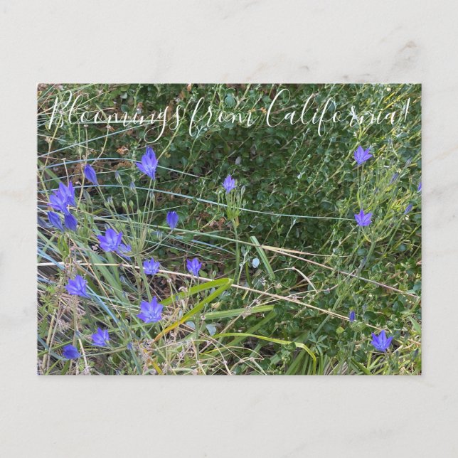 Carte Postale Bloomings from California : la Spear d'Ithuriel (Devant)