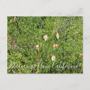 Carte Postale Bloomings from California : Lanternes de fées