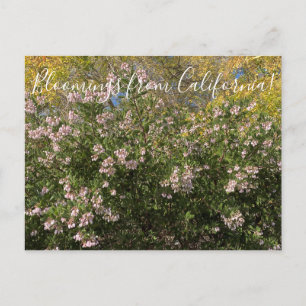 Carte Postale Bloomings from California : Manzanita
