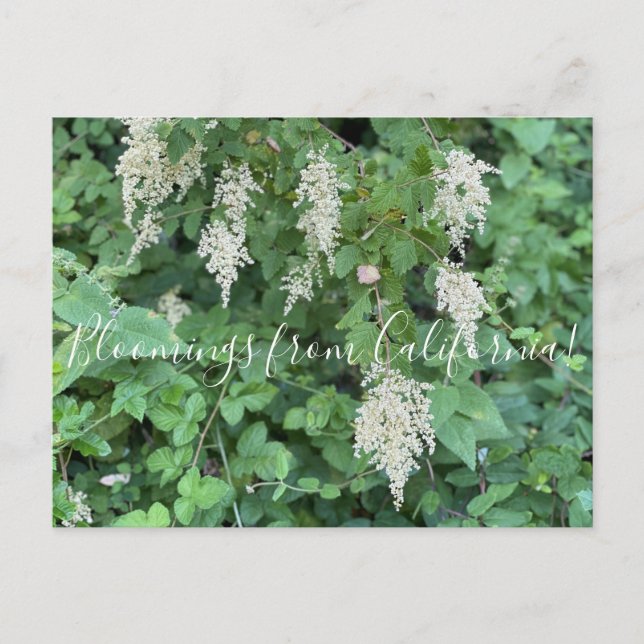 Carte Postale Bloomings from California : Ocean Spray (Devant)